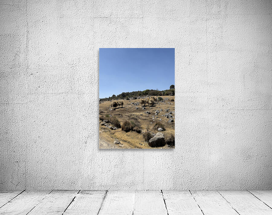 IMG 9563 Wall Preview