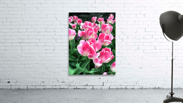 Tulips Are Better Than One B Wall Preview