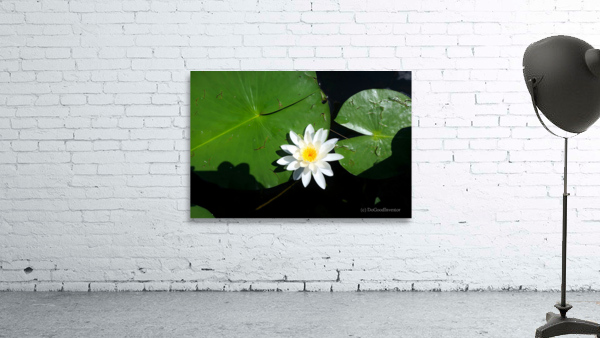 Blooms of Joy 2 Wall Preview