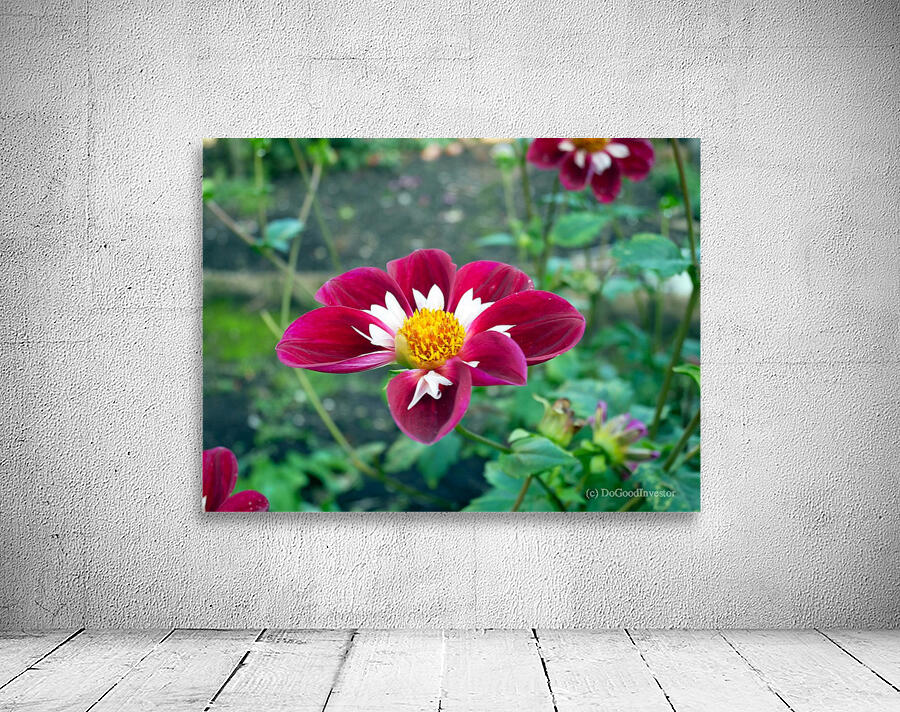 Crimson Bloom Boom   Wall Preview