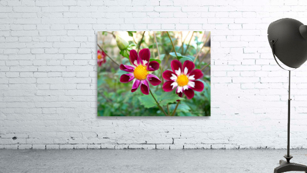 Flower Bloom 5B Wall Preview