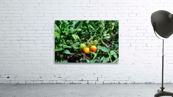 Scarred Cherry Tomato Wall Preview