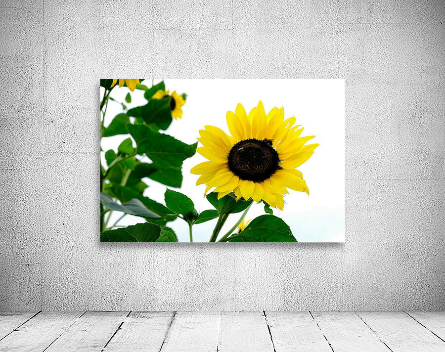 Hello Sunshine   Wall Preview