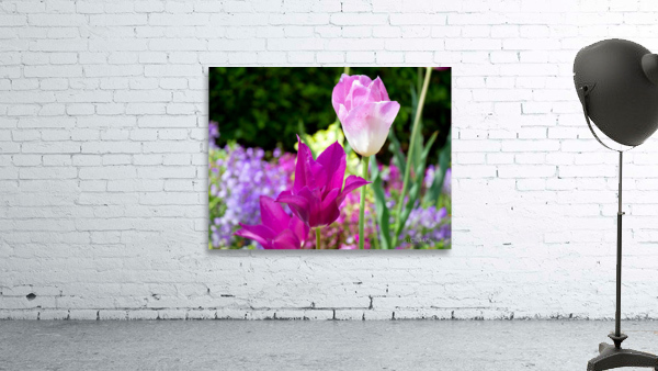 Tulips Are Better Than One 3 Wall Preview