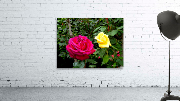 Two Roses Wall Preview