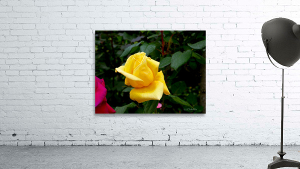 Yellow Rose by Click4Pix