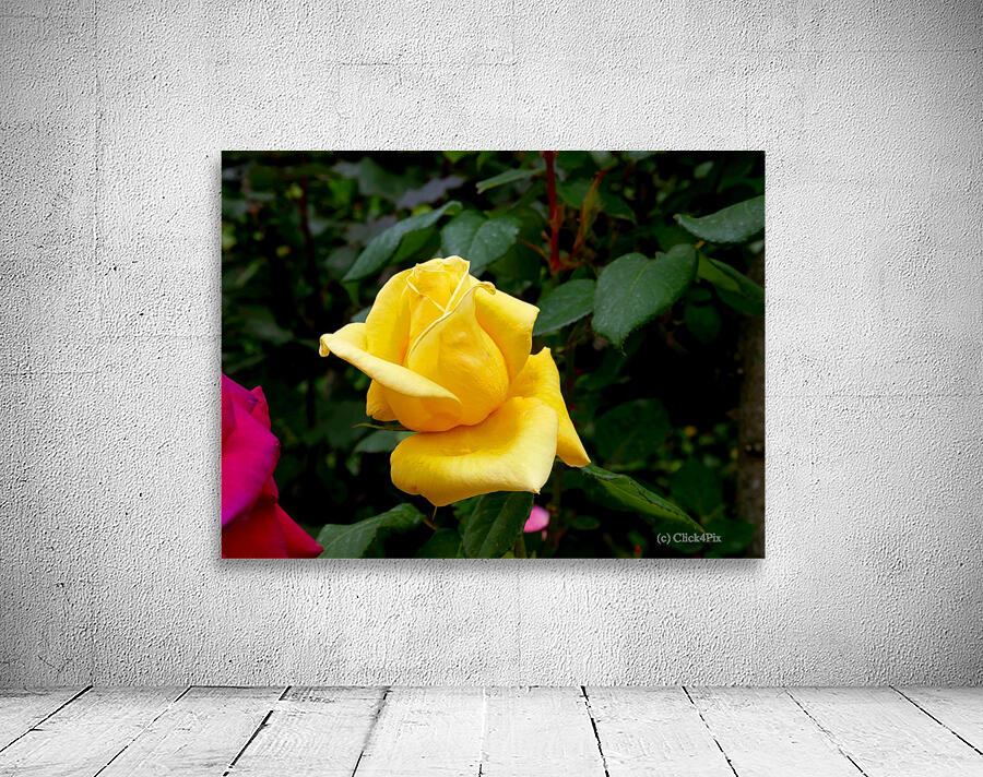Yellow Rose Wall Preview