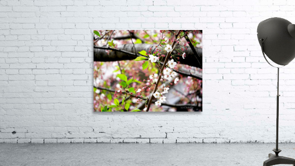 Cherry Blossom 2 Wall Preview