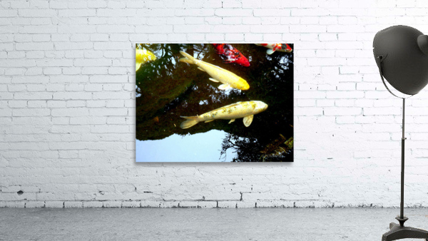 Some Very Coy Koi 2 Wall Preview