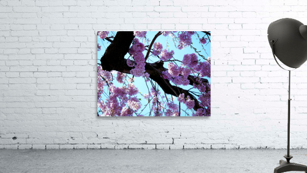 Cherry Blossom  Wall Preview