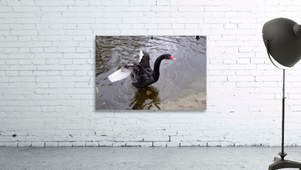 A Black Swan Moment Wall Preview