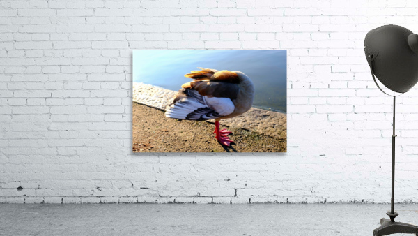 Headless Duck Wall Preview