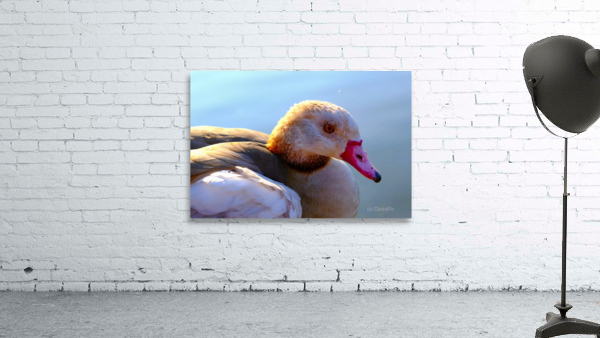 Duck Face 1B Wall Preview