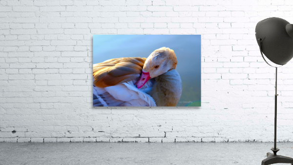 Got My Eye On You Duck Wall Preview
