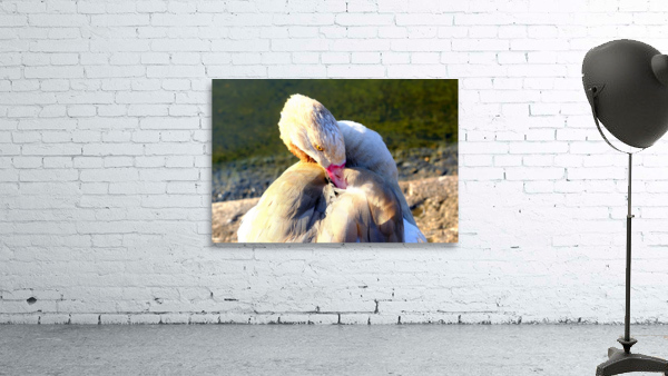 Evil Eye Swan Wall Preview