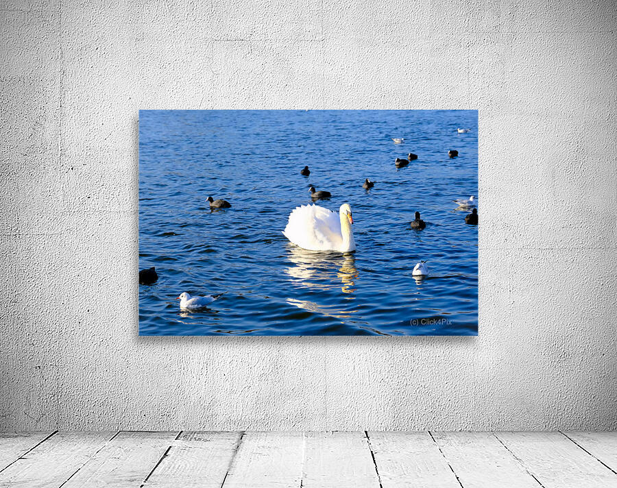 Grace in the Blue: A Swan Among Friends Wall Preview