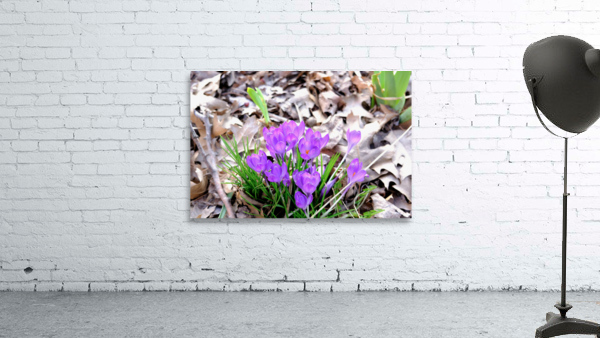 Spring’s Prelude Wall Preview