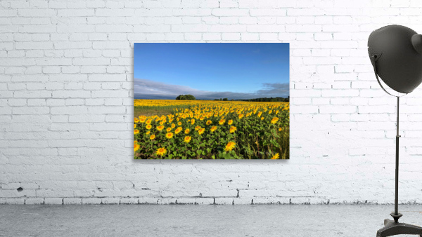 A Sea of Golden Dreams Wall Preview