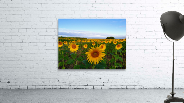 The Heart of Summer  Wall Preview