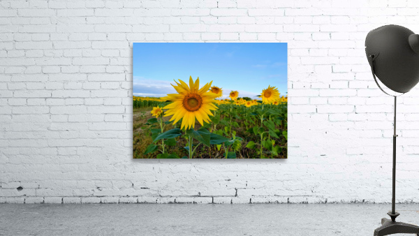 Sunflower Field of Sunshine 2B by Click4Pix