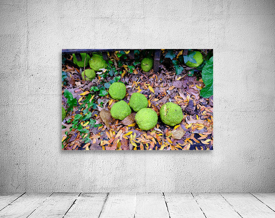 Osage in Autumn Wall Preview