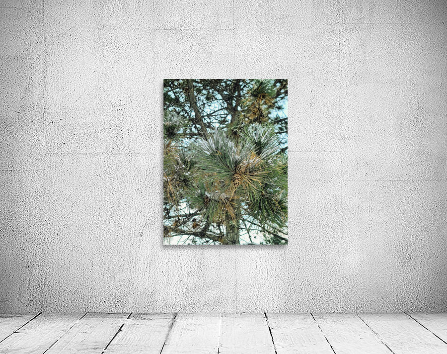 Winter Pinescape Wall Preview