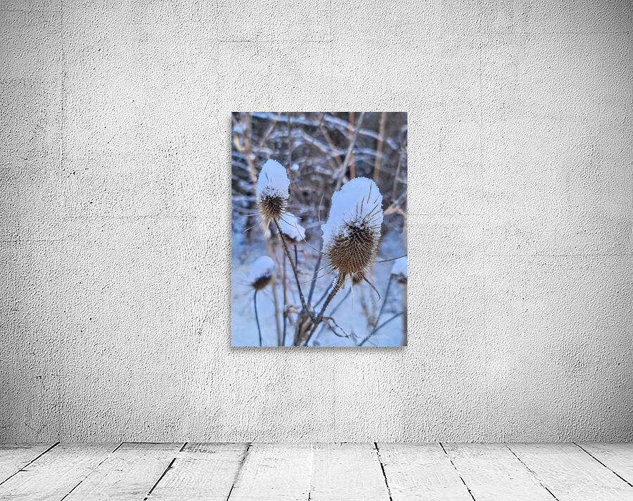 Snow Covered Prick  Winter Thistle Wall Preview