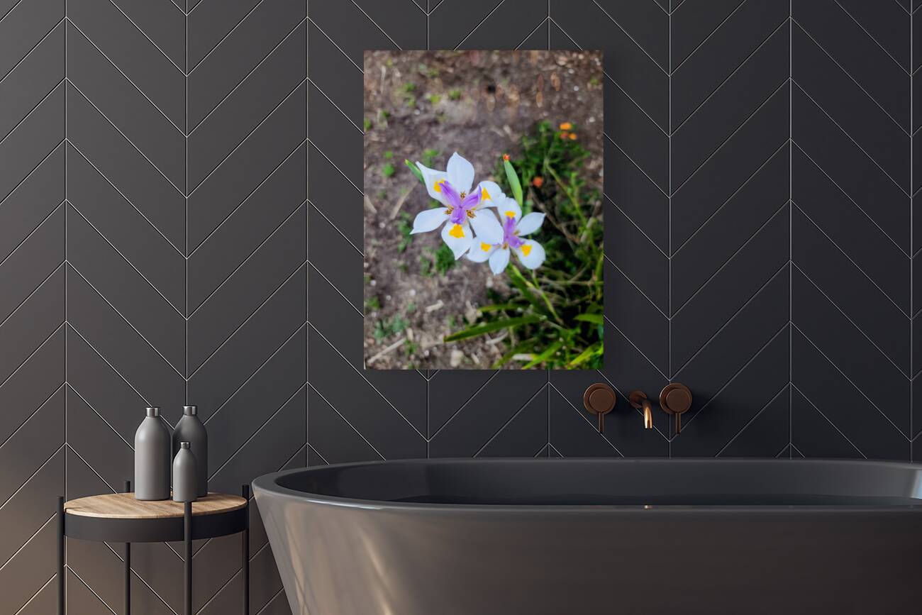 Fortnight Lily Flowers:  The Unfolding of African Iris in Earth’s Stillness Reproduction