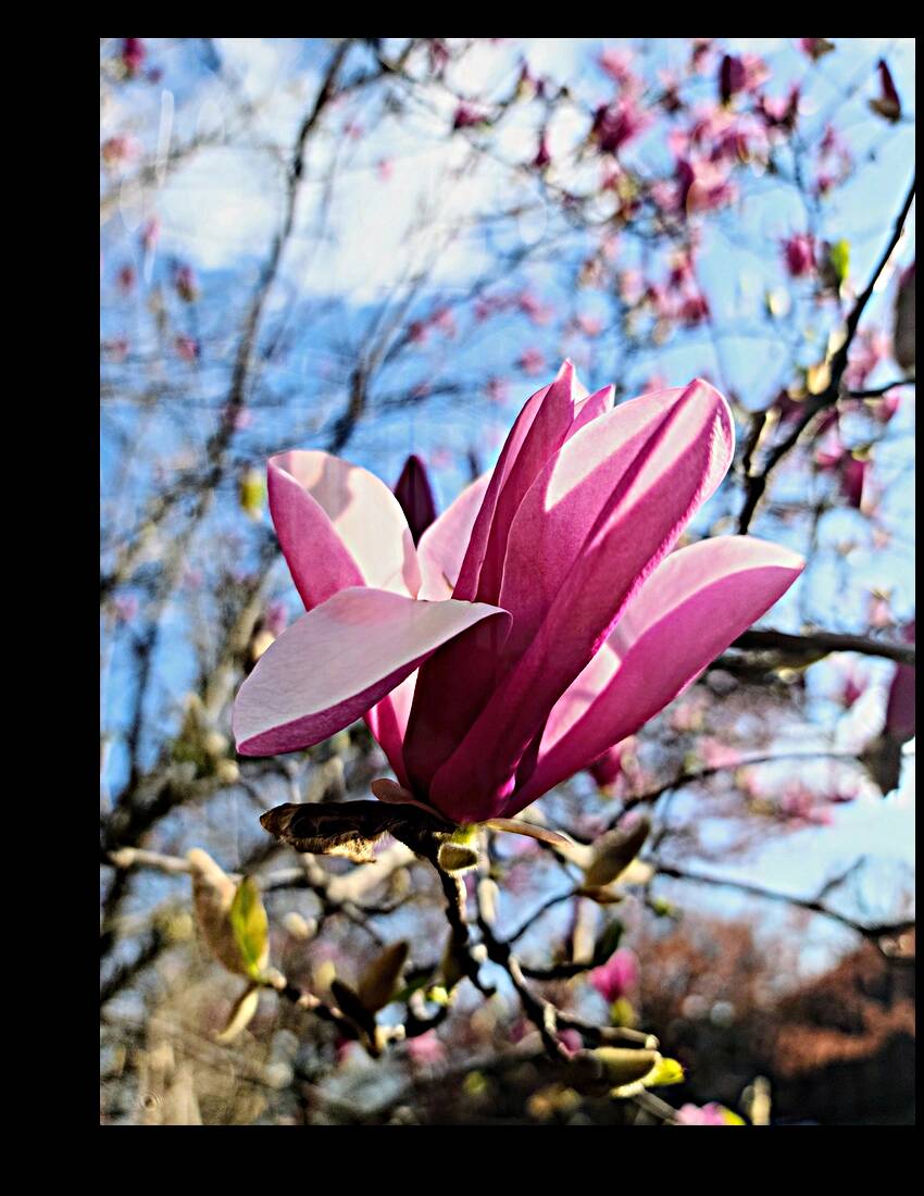 The Velvet Moment Between Bud and Bloom Reproduction