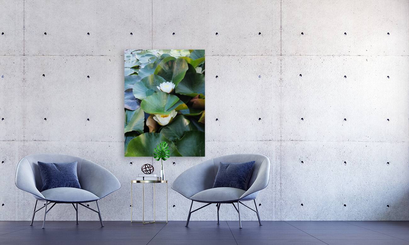 Hidden Beauty Water Lily Reproduction