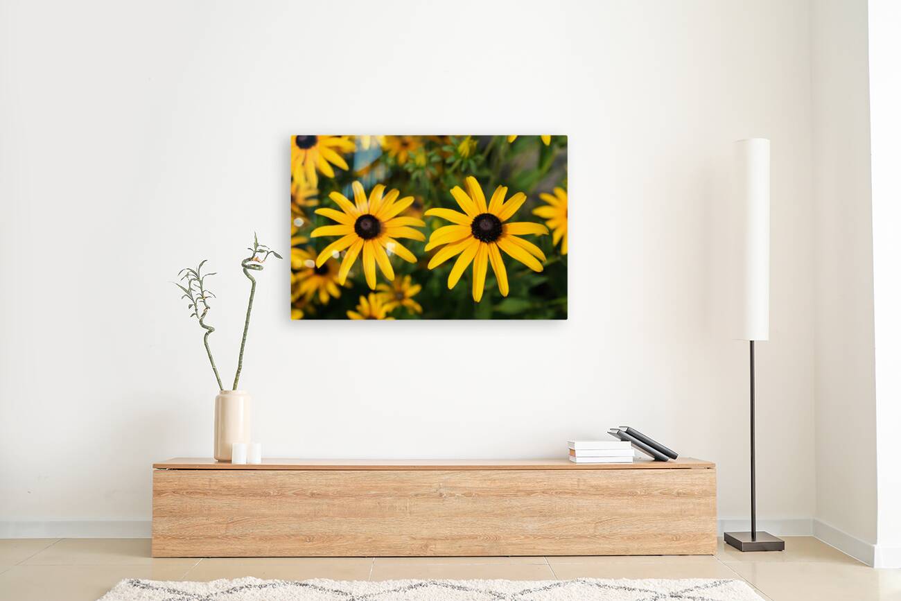 Golden Resilience: Black-Eyed Susan in Summer Bloom Reproduction