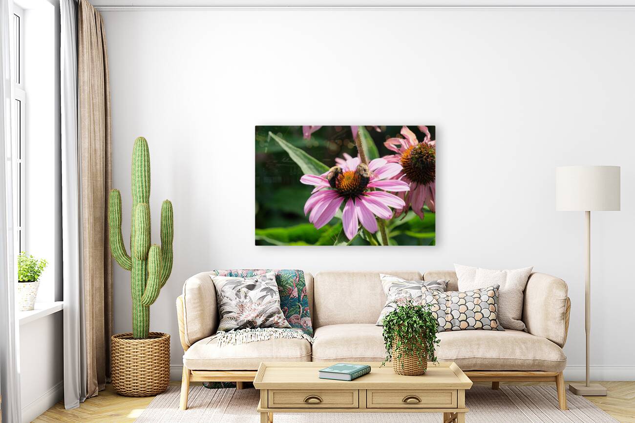 The Harmony of Pollination: Twin Bees on a Purple Coneflower Reproduction