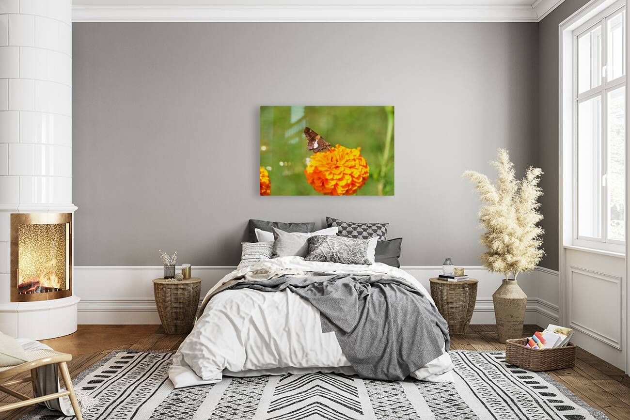 Marigold Thrones and Winged Kings Reproduction