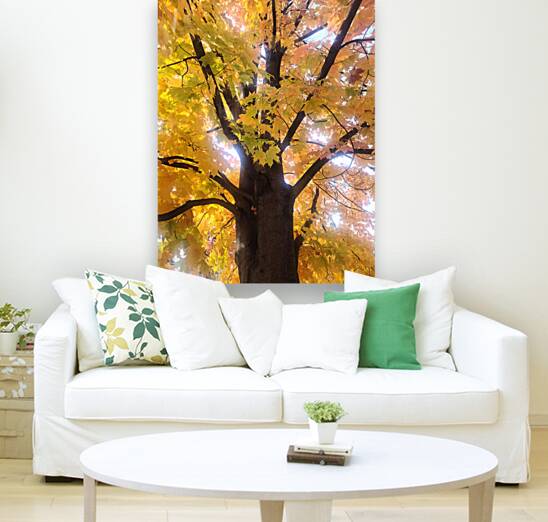 Golden Hour Tree Time 1A  Reproduction