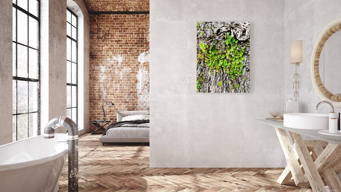  Ivy-leaved Toadflax: A Green Defiance Reproduction