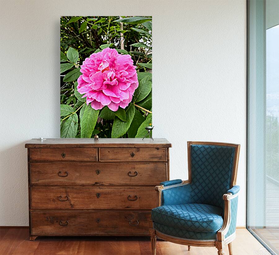 Rugosa Rose: Still She Blooms Reproduction