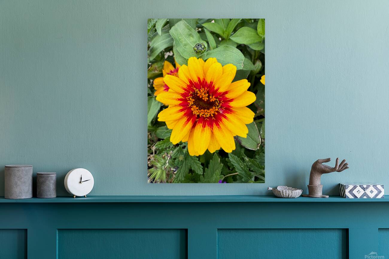 Solflare Echo Reproduction