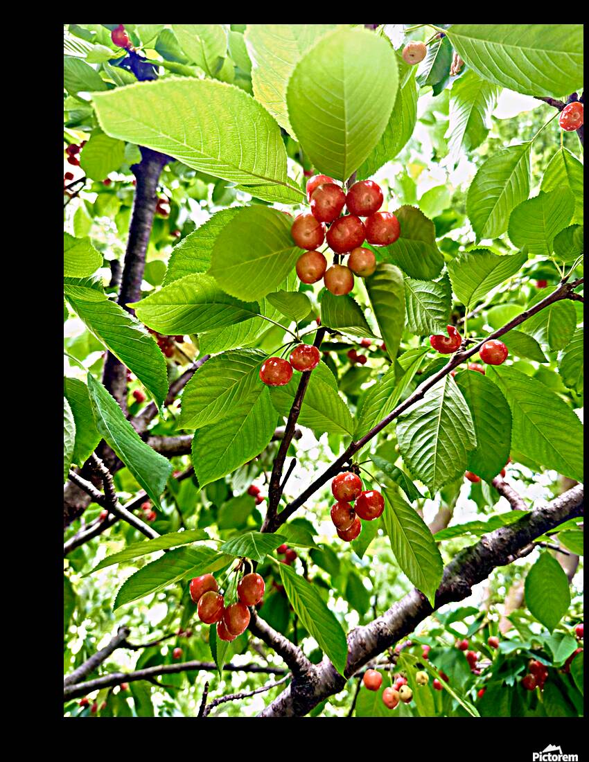 The Humble Crown of the Orchard Queen Reproduction