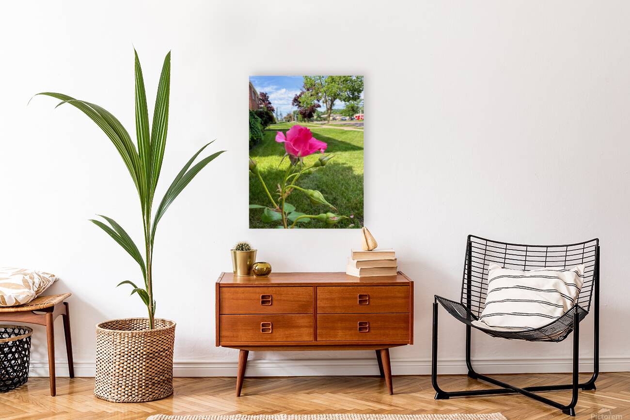 The Rose That Listened to the Wind Reproduction