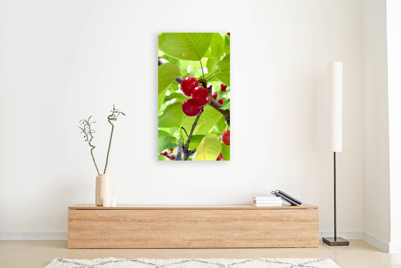 Ripened Silence: Cherries in the Suns Embrace Reproduction