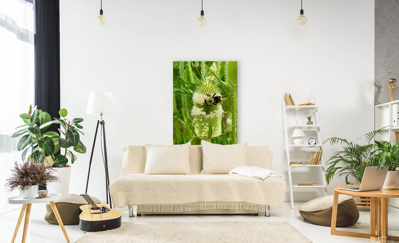 Teasel Crownwork Reproduction