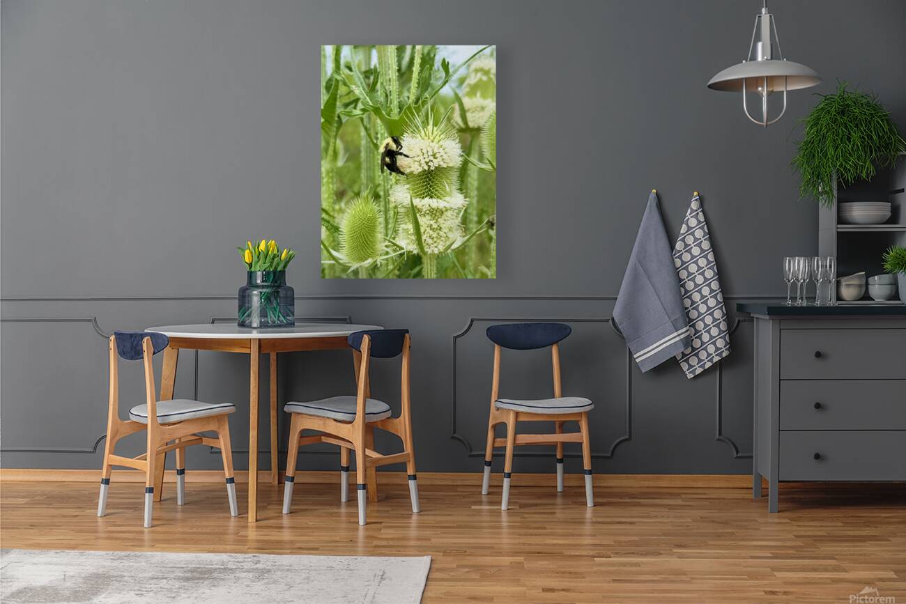 Teasel’s Midday Guest Reproduction