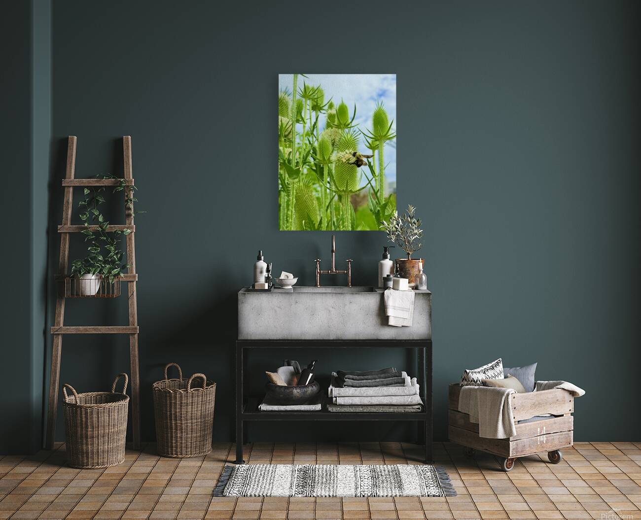 The Reach of Teasel Reproduction