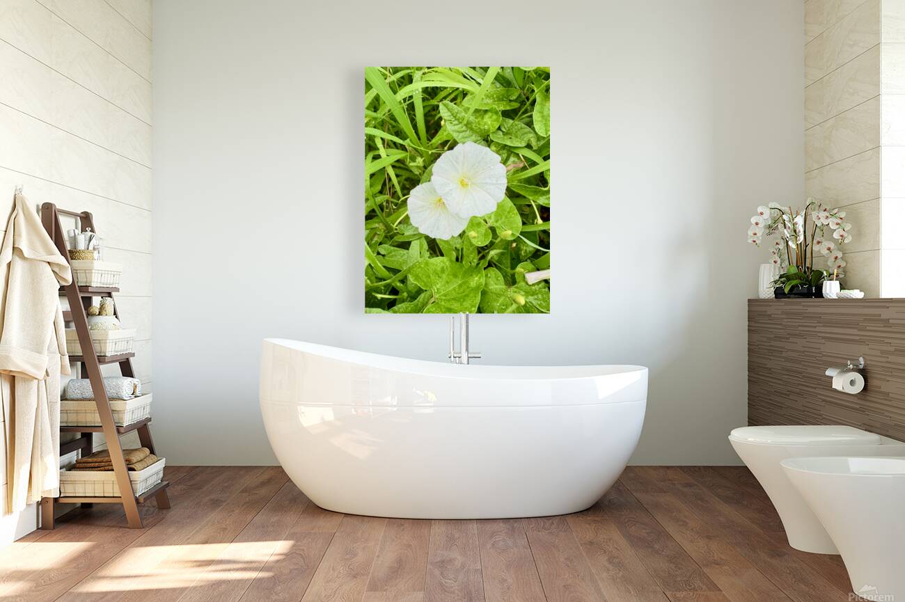 Paired in Bloom: Bindweed Duo Reproduction