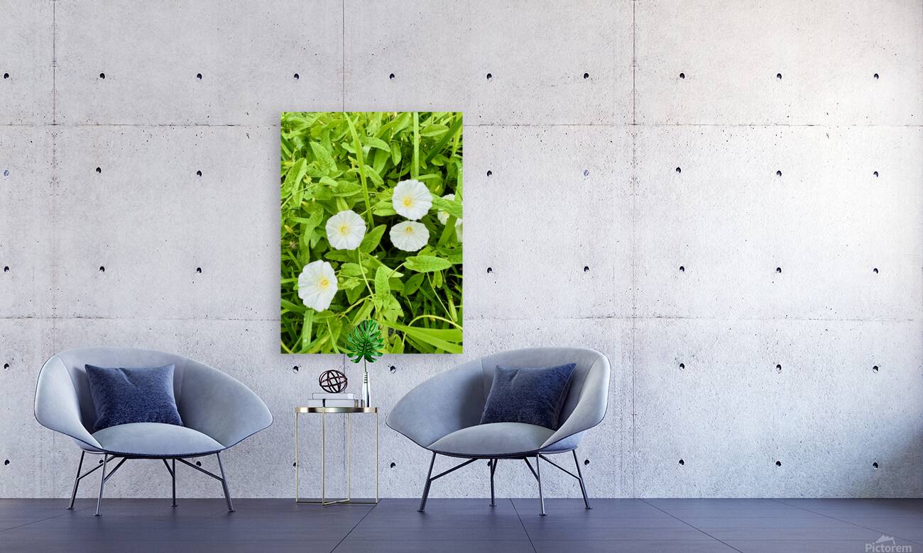 Clustered Bindweed Flowers Reproduction