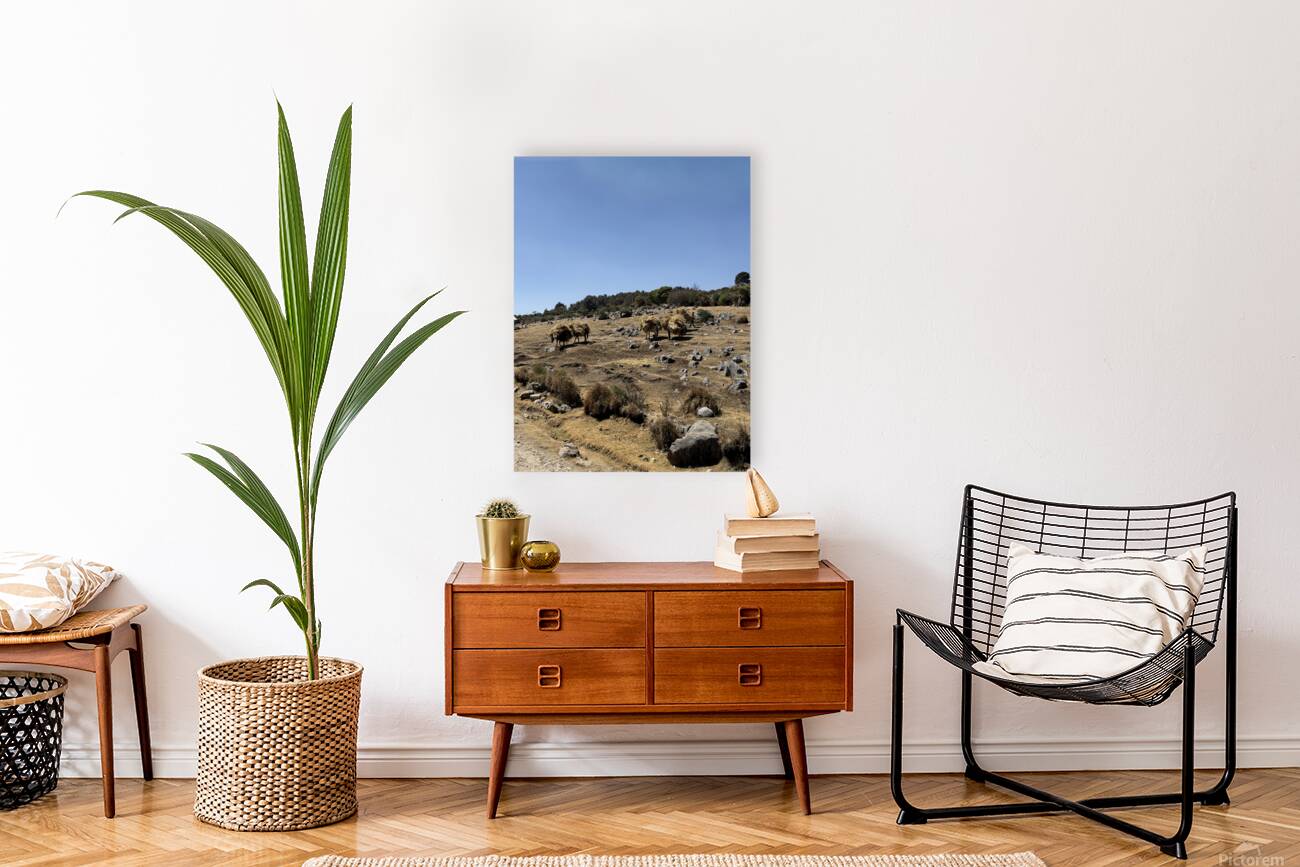 IMG 9563 Reproduction