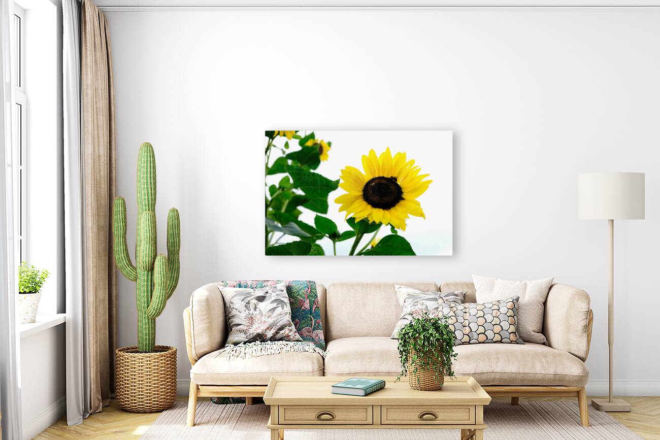 Hello Sunshine   Reproduction