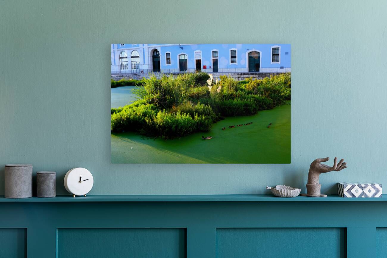 Ducking the Tourists Reproduction