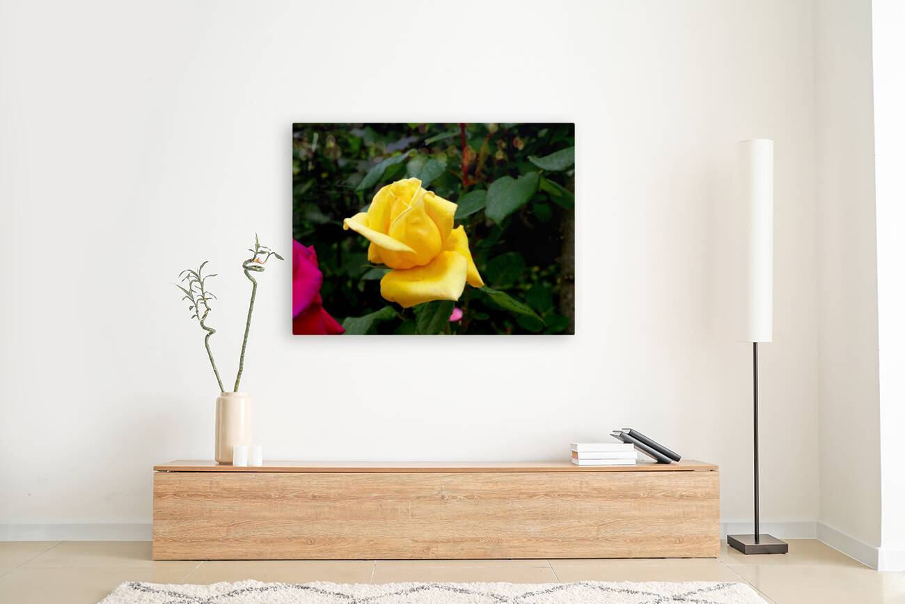 Yellow Rose Reproduction