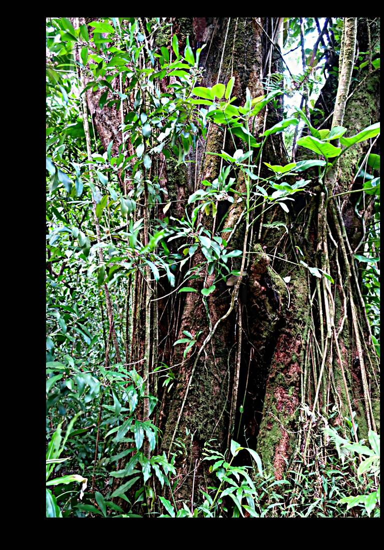 Hiking Hawaii 2 Reproduction